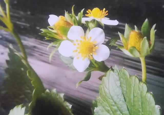 草莓实验