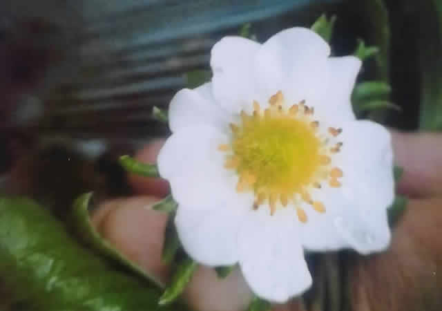 草莓实验